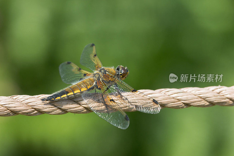 四斑蜻蜓(Libellula quadrimaculata)